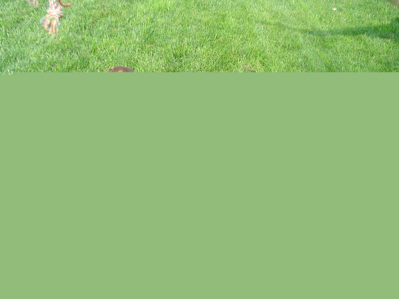Clients pups (Sierra)